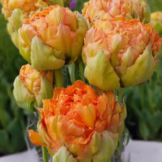 Tulpe 'Le Lavendou'